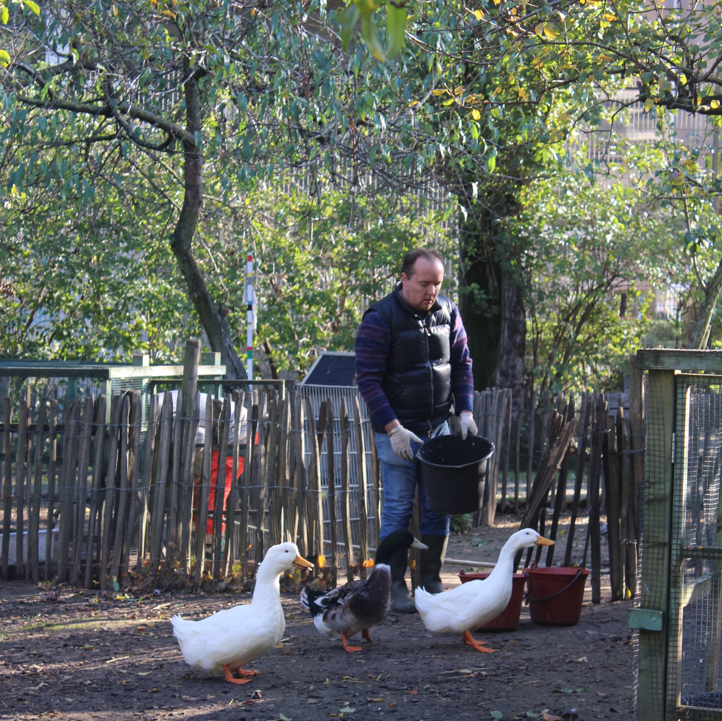 Richard nourrit des canards dans une ferme
